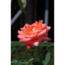 Троянда великоквіткова (лососева) ШТАМБ | Rose large-flowered (salmon) SHTAMB | Роза крупноцветковая (лососевая) ШТАМБ