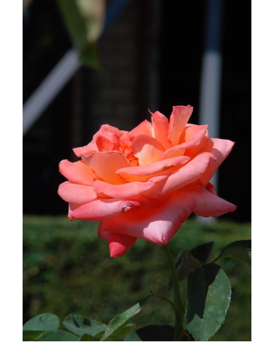 Троянда великоквіткова (лососева) ШТАМБ | Rose large-flowered (salmon) SHTAMB | Роза крупноцветковая (лососевая) ШТАМБ