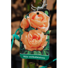 Троянда великоквіткова (лососева) ШТАМБ | Rose large-flowered (salmon) SHTAMB | Роза крупноцветковая (лососевая) ШТАМБ