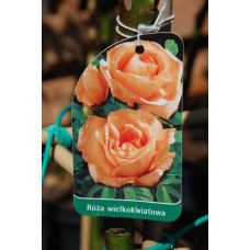 Троянда великоквіткова (лососева) ШТАМБ | Rose large-flowered (salmon) SHTAMB | Роза крупноцветковая (лососевая) ШТАМБ