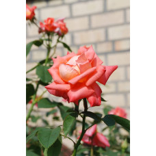 Троянда великоквіткова (лососева) ШТАМБ | Rose large-flowered (salmon) SHTAMB | Роза крупноцветковая (лососевая) ШТАМБ