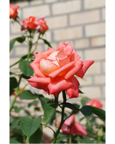 Троянда великоквіткова (лососева) ШТАМБ | Rose large-flowered (salmon) SHTAMB | Роза крупноцветковая (лососевая) ШТАМБ