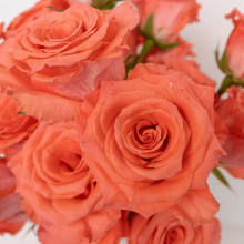 Троянда великоквіткова (лососева) ШТАМБ | Rose large-flowered (salmon) SHTAMB | Роза крупноцветковая (лососевая) ШТАМБ