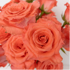 Троянда великоквіткова (лососева) ШТАМБ | Rose large-flowered (salmon) SHTAMB | Роза крупноцветковая (лососевая) ШТАМБ