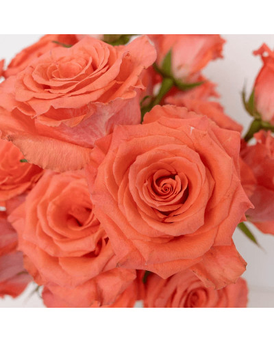 Троянда великоквіткова (лососева) ШТАМБ | Rose large-flowered (salmon) SHTAMB | Роза крупноцветковая (лососевая) ШТАМБ