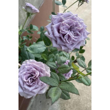 Троянда чайно-гібридна ’Дольчетто’|Hybrid tea rose ’Dolcetto’|Роза чайно-гибридная ’Дольчетто’