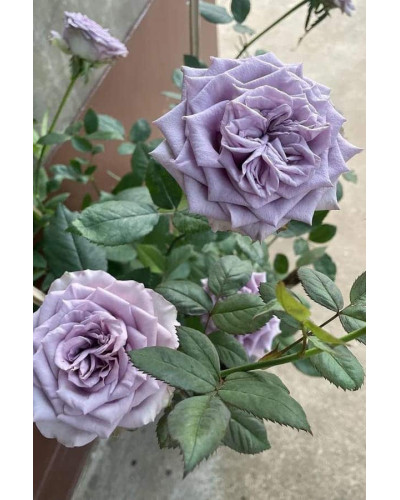 Троянда чайно-гібридна ’Дольчетто’|Hybrid tea rose ’Dolcetto’|Роза чайно-гибридная ’Дольчетто’