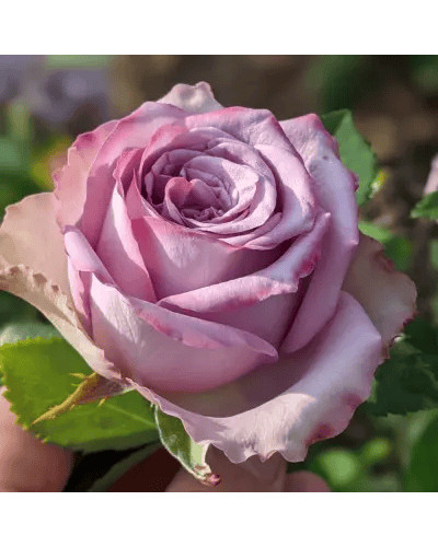 Троянда чайно-гібридна ’Дольчетто’|Hybrid tea rose ’Dolcetto’|Роза чайно-гибридная ’Дольчетто’