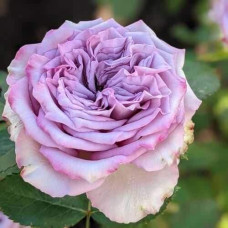Троянда чайно-гібридна ’Дольчетто’|Hybrid tea rose ’Dolcetto’|Роза чайно-гибридная ’Дольчетто’