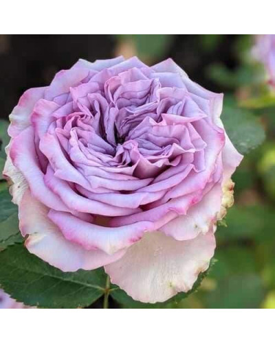 Троянда чайно-гібридна ’Дольчетто’|Hybrid tea rose ’Dolcetto’|Роза чайно-гибридная ’Дольчетто’