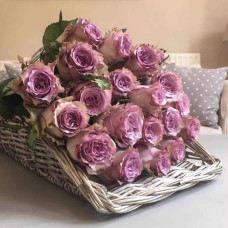 Троянда чайно-гібридна ’Дольчетто’|Hybrid tea rose ’Dolcetto’|Роза чайно-гибридная ’Дольчетто’