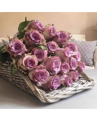 Троянда чайно-гібридна ’Дольчетто’|Hybrid tea rose ’Dolcetto’|Роза чайно-гибридная ’Дольчетто’