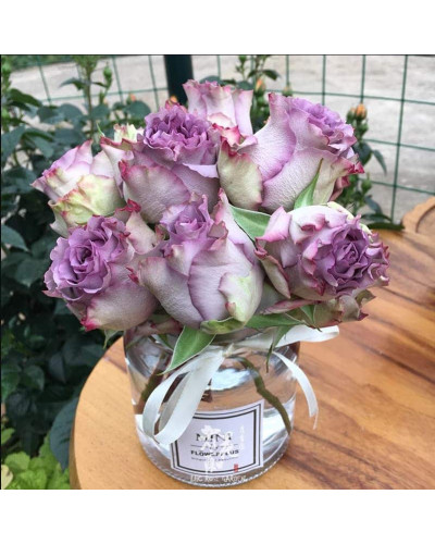 Троянда чайно-гібридна ’Дольчетто’|Hybrid tea rose ’Dolcetto’|Роза чайно-гибридная ’Дольчетто’