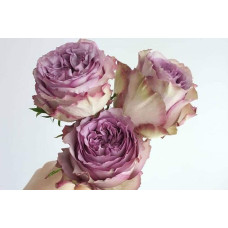 Троянда чайно-гібридна ’Дольчетто’|Hybrid tea rose ’Dolcetto’|Роза чайно-гибридная ’Дольчетто’