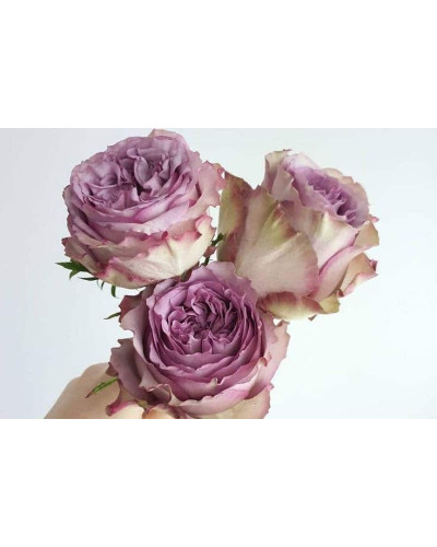 Троянда чайно-гібридна ’Дольчетто’|Hybrid tea rose ’Dolcetto’|Роза чайно-гибридная ’Дольчетто’
