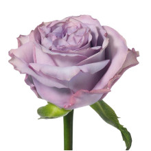 Троянда чайно-гібридна ’Дольчетто’|Hybrid tea rose ’Dolcetto’|Роза чайно-гибридная ’Дольчетто’