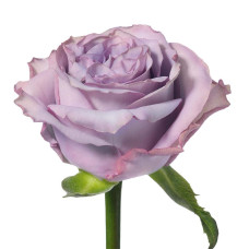 Троянда чайно-гібридна ’Дольчетто’|Hybrid tea rose ’Dolcetto’|Роза чайно-гибридная ’Дольчетто’