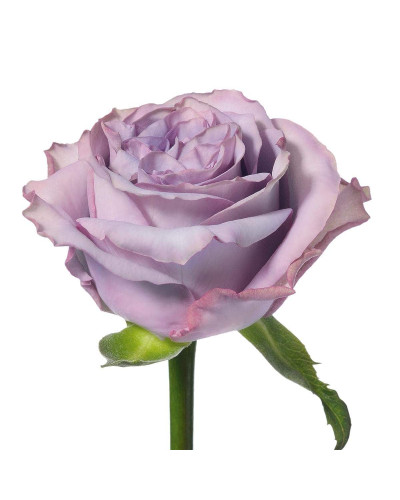 Троянда чайно-гібридна ’Дольчетто’|Hybrid tea rose ’Dolcetto’|Роза чайно-гибридная ’Дольчетто’