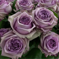 Троянда чайно-гібридна ’Дольчетто’|Hybrid tea rose ’Dolcetto’|Роза чайно-гибридная ’Дольчетто’