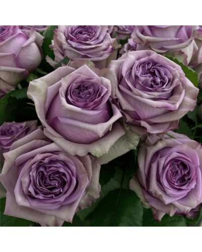 Троянда чайно-гібридна ’Дольчетто’|Hybrid tea rose ’Dolcetto’|Роза чайно-гибридная ’Дольчетто’