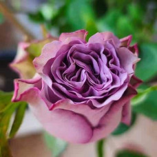Троянда чайно-гібридна ’Дольчетто’|Hybrid tea rose ’Dolcetto’|Роза чайно-гибридная ’Дольчетто’
