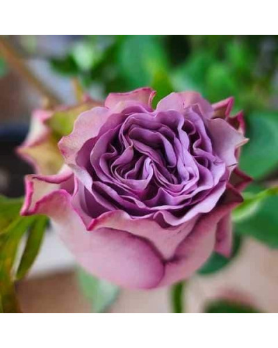 Троянда чайно-гібридна ’Дольчетто’|Hybrid tea rose ’Dolcetto’|Роза чайно-гибридная ’Дольчетто’