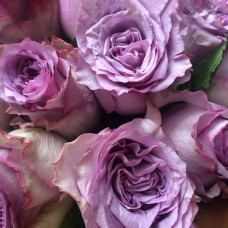 Троянда чайно-гібридна ’Дольчетто’|Hybrid tea rose ’Dolcetto’|Роза чайно-гибридная ’Дольчетто’