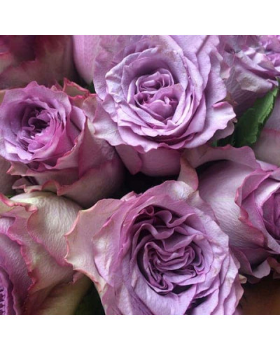 Троянда чайно-гібридна ’Дольчетто’|Hybrid tea rose ’Dolcetto’|Роза чайно-гибридная ’Дольчетто’