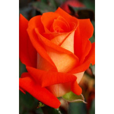 Троянда чайно-гібридна Верано (жовто-помаранчева) | Tea hybrid rose Verano | Роза чайно-гибридная Верано (желто-оранжевая)