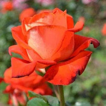 Троянда чайно-гібридна Верано (жовто-помаранчева) | Tea hybrid rose Verano | Роза чайно-гибридная Верано (желто-оранжевая)