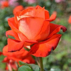 Троянда чайно-гібридна Верано (жовто-помаранчева) | Tea hybrid rose Verano | Роза чайно-гибридная Верано (желто-оранжевая)