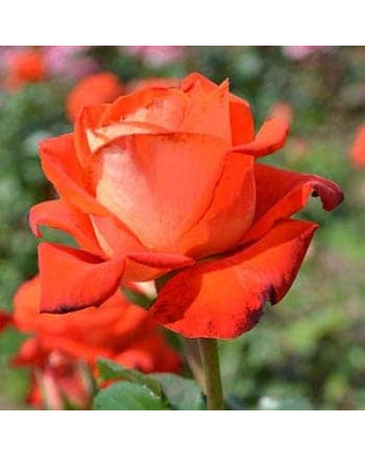 Троянда чайно-гібридна Верано (жовто-помаранчева) | Tea hybrid rose Verano | Роза чайно-гибридная Верано (желто-оранжевая)