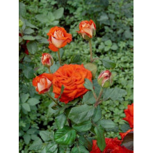 Троянда чайно-гібридна Верано (жовто-помаранчева) | Tea hybrid rose Verano | Роза чайно-гибридная Верано (желто-оранжевая)