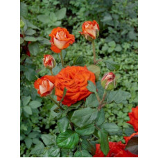 Троянда чайно-гібридна Верано (жовто-помаранчева) | Tea hybrid rose Verano | Роза чайно-гибридная Верано (желто-оранжевая)