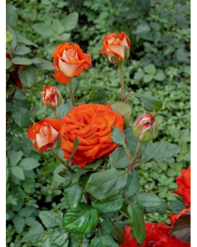 Троянда чайно-гібридна Верано (жовто-помаранчева) | Tea hybrid rose Verano | Роза чайно-гибридная Верано (желто-оранжевая)