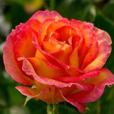 Троянда чайно-гібридна Верано (жовто-помаранчева) | Tea hybrid rose Verano | Роза чайно-гибридная Верано (желто-оранжевая)