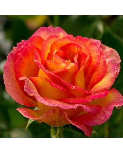 Троянда чайно-гібридна Верано (жовто-помаранчева) | Tea hybrid rose Verano | Роза чайно-гибридная Верано (желто-оранжевая)