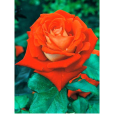 Троянда чайно-гібридна Верано (жовто-помаранчева) | Tea hybrid rose Verano | Роза чайно-гибридная Верано (желто-оранжевая)