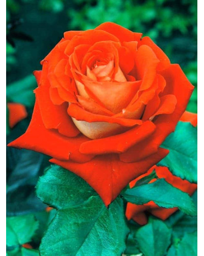 Троянда чайно-гібридна Верано (жовто-помаранчева) | Tea hybrid rose Verano | Роза чайно-гибридная Верано (желто-оранжевая)