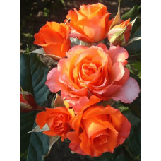 Троянда чайно-гібридна Верано (жовто-помаранчева) | Tea hybrid rose Verano | Роза чайно-гибридная Верано (желто-оранжевая)