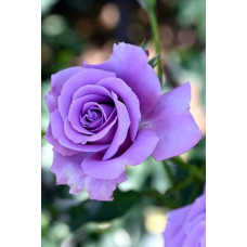 Троянда чайно-гібридна ’Блакитний Ніл’|Тea hybrid rose ’Blue Nile’|Роза чайно-гибридная ’Голубой Нил’