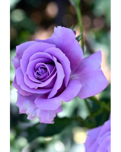 Троянда чайно-гібридна ’Блакитний Ніл’|Тea hybrid rose ’Blue Nile’|Роза чайно-гибридная ’Голубой Нил’