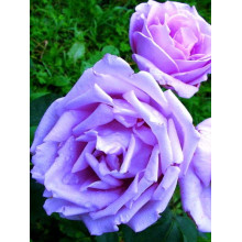Троянда чайно-гібридна ’Блакитний Ніл’|Тea hybrid rose ’Blue Nile’|Роза чайно-гибридная ’Голубой Нил’