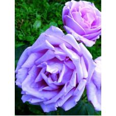 Троянда чайно-гібридна ’Блакитний Ніл’|Тea hybrid rose ’Blue Nile’|Роза чайно-гибридная ’Голубой Нил’