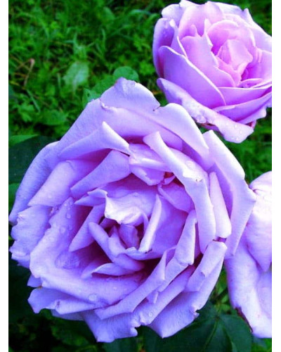 Троянда чайно-гібридна ’Блакитний Ніл’|Тea hybrid rose ’Blue Nile’|Роза чайно-гибридная ’Голубой Нил’
