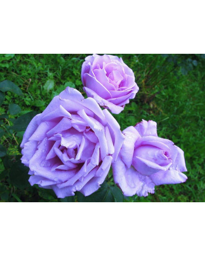 Троянда чайно-гібридна ’Блакитний Ніл’|Тea hybrid rose ’Blue Nile’|Роза чайно-гибридная ’Голубой Нил’
