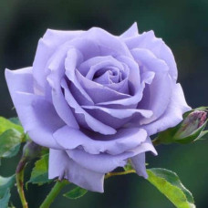 Троянда чайно-гібридна ’Блакитний Ніл’|Тea hybrid rose ’Blue Nile’|Роза чайно-гибридная ’Голубой Нил’