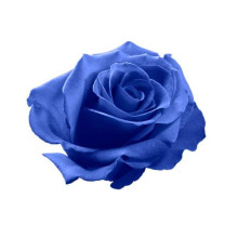 Троянда чайно-гібридна ’Блакитний Ніл’|Тea hybrid rose ’Blue Nile’|Роза чайно-гибридная ’Голубой Нил’