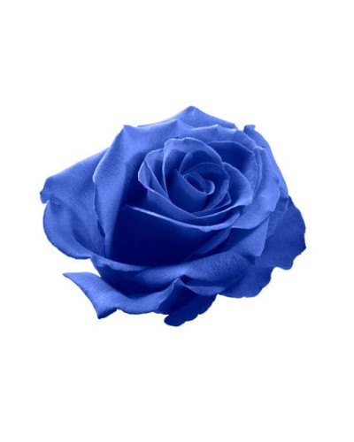 Троянда чайно-гібридна ’Блакитний Ніл’|Тea hybrid rose ’Blue Nile’|Роза чайно-гибридная ’Голубой Нил’