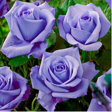 Троянда чайно-гібридна ’Блакитний Ніл’|Тea hybrid rose ’Blue Nile’|Роза чайно-гибридная ’Голубой Нил’